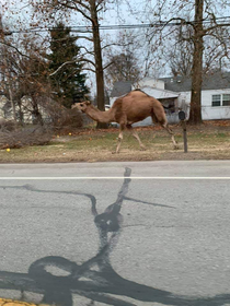 Theres a camel running the streets of my hometown