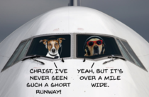 Theres a lesson in here for all of us Something about pilots licences being inappropriate for dogs at the very least Credit LSbta