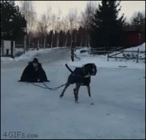 Theres a reason why they use Siberian Huskys to pull things in the snow