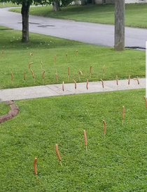 Theres a Weiner Bandit in my daughters neighborhood I kind of hope the person doesnt get caught