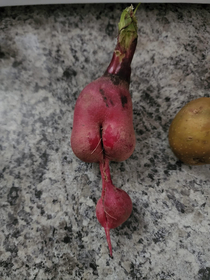 Theres something different about this radish