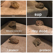 Theres this froggo outside of our apartment that my SO would snap me every night after work and its now my favorite thing