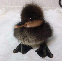 Theres too much crazy in the world and watching the news is unbearable so heres a tiny swan