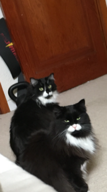 These are my Tuxedo Cats Guess which one hates people