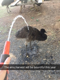 These big birb babies enjoy a bit of a shower on a  Celsius day and I enjoy showering them