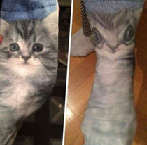 These cat socks