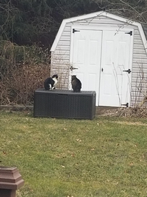 These cats having a meeting in my backyard