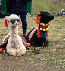 These cool llamas