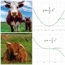 these Cows are studying mathematics
