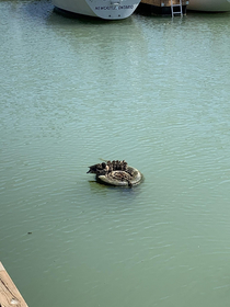 These ducks are tired