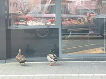 These ducks keep visiting my local butcher