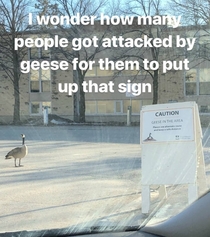 These geese dont play