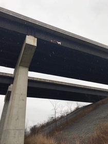 These goats somehow managed their way onto an overpass ledge in the US
