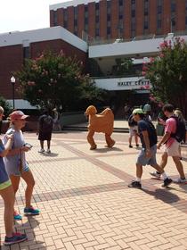 These guys were on campus shouting Hump Day