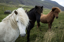 These Icelandic horses looking like theyre about to drop the hottest s Synthwave album of the decade Not my photo