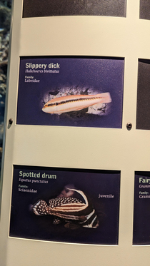 These names of fish