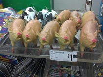 These pigs have seen some shit