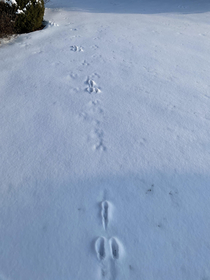 These tracks were left by some interesting wildlife
