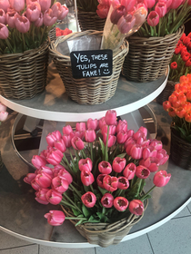 These tulips I spotted at the airport in Amsterdam