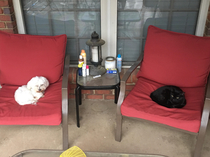 These two hated each other at first Now they just sit here like two old men all day Every day