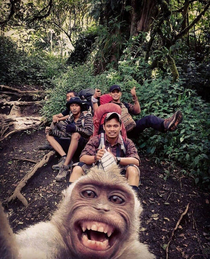They are evolving Monkey selfie