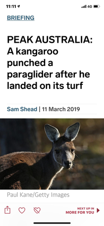 They breed them tough in Australia Even the kangaroos are ripped