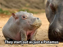 They grow the Hippo part later