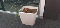 They say plants around the office help to improve morale