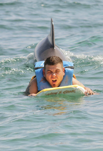 They told me dolphins were beautiful majestic creatures