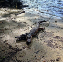 They warned us about those meth gators in Florida