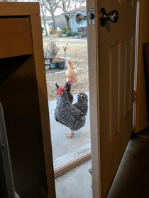 Theyve surrounded the exit tell my wife she was wrong about the chickens