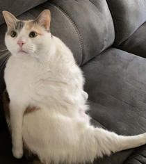 Thicc kitty