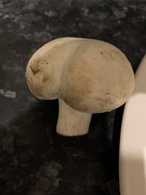 Thicc mushroom