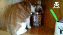 Thieving Cat gets Instant Karma