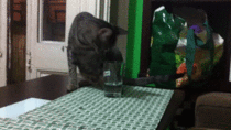 Thirsty cat just wants a drink