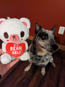 This affectionate toy bark box sent my dog for Valentines Day