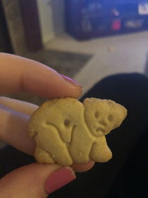 This animal cracker looks like its seen some stuff oh no not again