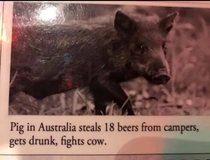 This Australian pig is quite the party animal