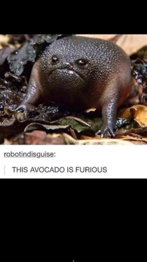This avocado
