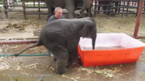 This baby elephant getting into a tub is my spirit animal