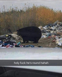 This bear eats better than me