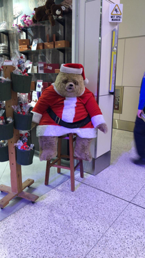 This bear has had enough lol Found at the Salt Lake City Airport