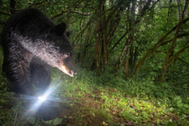 This bear looks like hes about to tell a ghost story