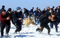 This bear was recently set free in the mountains of Iraq Bear just wanted a last hug and everyones face in this picture is priceless 