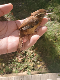 This bird kept coming back into our house every week or so and getting scared out of its mind I guess hes gotten old now as he hasnt returned