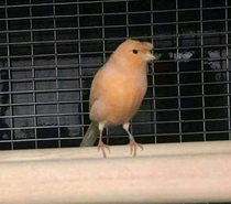 This bird looks like he wants to build the wall