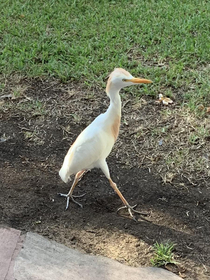 This bird looks like she needs to speak to the manager