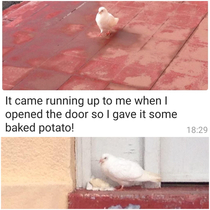 This bird wont leave my mums bungalow it doesnt seem to have any bird friends so today she gave it some of her potato and apparently theyre friends now Shes very excited about it
