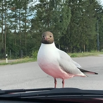 This birds face though