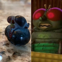 This blueberry looks like one of the fly brothers from Bugs Life